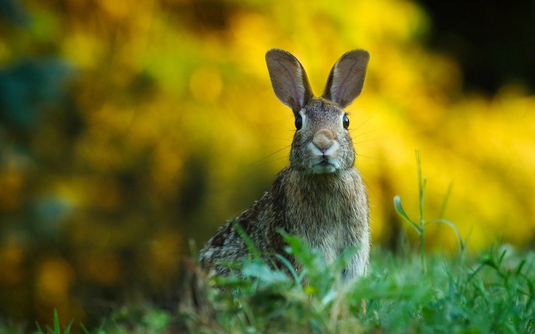 Nyulakról (Leporidae) és más démonokról