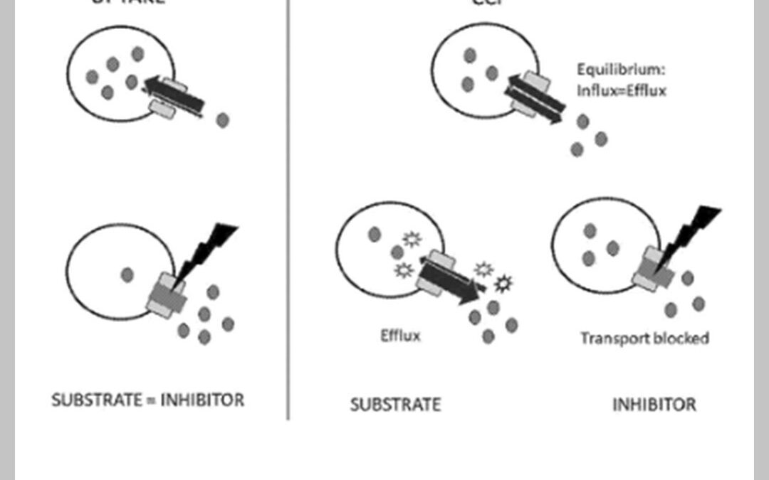 A real-time, add-and-read fluorescence-based assay for testing function and drug interactions of OATP transporters