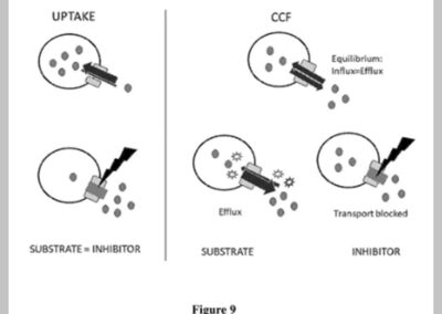 A real-time, add-and-read fluorescence-based assay for testing function and drug interactions of OATP transporters