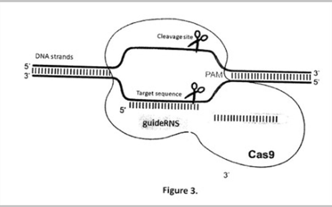 Method for DNA cloning without using in vitro enzymatic reaction, and the sequences of related DNA vectors