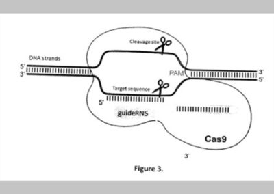 Method for DNA cloning without using in vitro enzymatic reaction, and the sequences of related DNA vectors